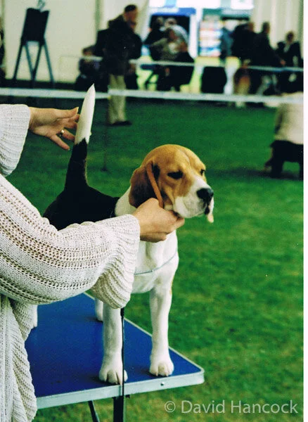 1166 HOUNDS OF THE PACK — This site is dedicated to Colonel David